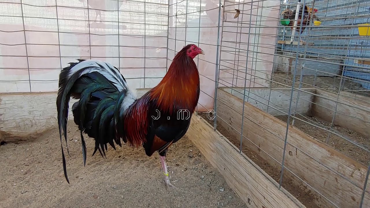 Mira la buena calidad de un Gallo Roundhead / Kelso, The best Roosters
