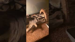 Health Ball Python girl 😊😊😜