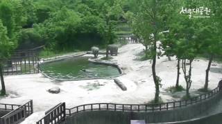 Как слоны в зоопарке Сеула спасали тонущего слоненка