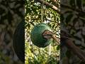 Don’t Throw Away Your Coconut Shells! 🥥 DIY Birdhouse Tutorial