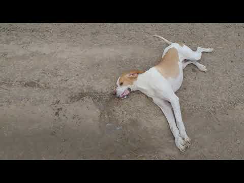 Video: Köpeklerde Konvülsiyonlar Ve Nöbetler