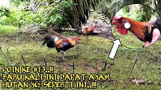 MIKAT AYAM HUTAN,,jengger ORI ini loyo&amp;tidak bertenaga..👎👎