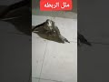 تدريب الصقور علي الصيد تدريب الصقور علي الصيد