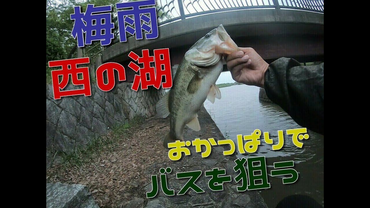 琵琶湖バス釣り 琵琶湖南湖赤い鳥居で有名なメジャーポイント下坂本にて春のプリスポーンバスを狙う 春バス を求めてカネカ裏や赤い鳥居付近をおかっぱり ヘビキャロ Tn70 ザリバイブでバスフィッシング バス釣りユーチューバー