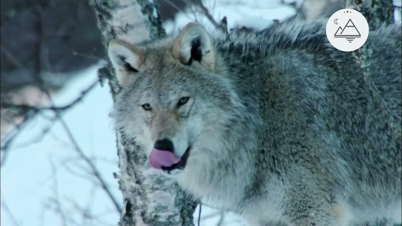 Неизведанная Европа Альпы - 1 серия - YouTube