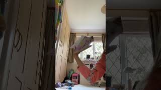 New dragon RAINBOW BOW ( that's the name) 