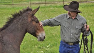 The Difference between Horses and Mules