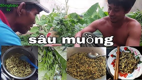 sâu muồng ||món ăn đặc sản của Tây Nguyên