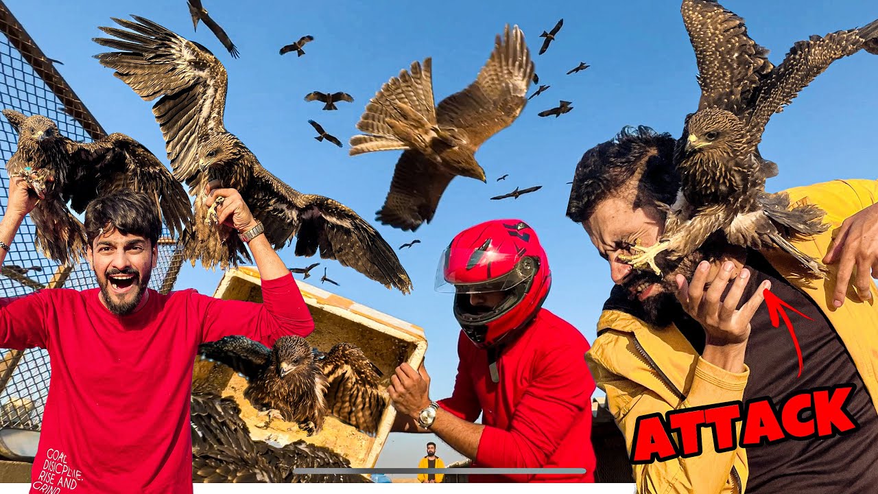 5000 EAGLES NE ATTACK KARDIA 😱 | EAGLES BABIES | ADVENTURE VLOG | MISHKAT KHAN