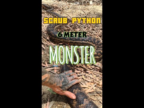 😱 6 meter SCRUB PYTHON pulled out of water