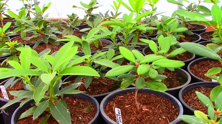 Potting up Rooted Cuttings of Rhododendrons in the...