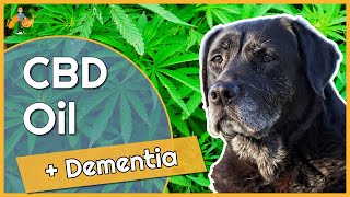 Can You Use Cbd Oil To Treat Dementia In Dogs - Whats The Evidence?