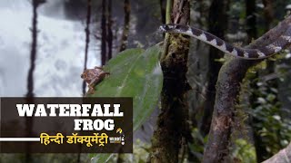 Waterfall frog - हिन्दी डॉक्यूमेंट्री | Wildlife documentary in Hindi by Wildlife Telecast  5,982 views 2 months ago 4 minutes, 12 seconds