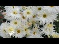 Cómo cuidar Crisantemos / Chrysanthemum