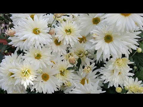 Video: Pudrición del cuello y del tallo de los crisantemos: cómo tratar la pudrición del cuello del crisantemo