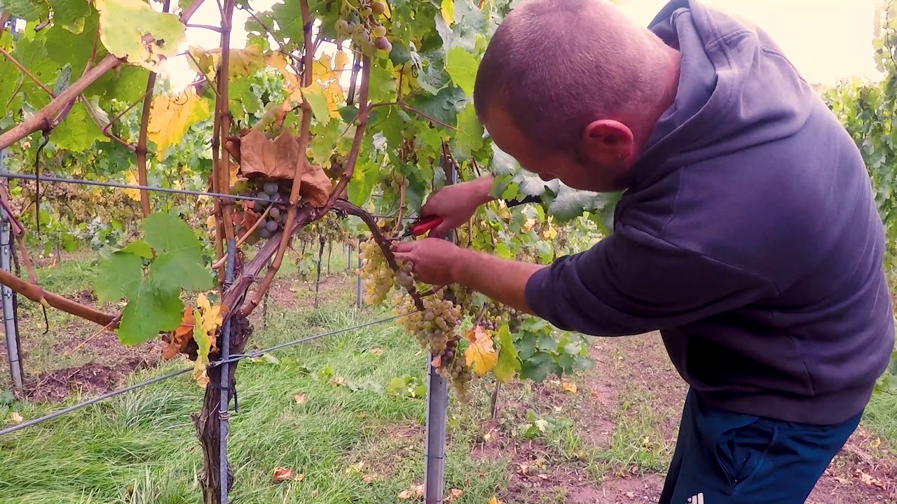 Weinlese 2020 - ein kleiner Film!