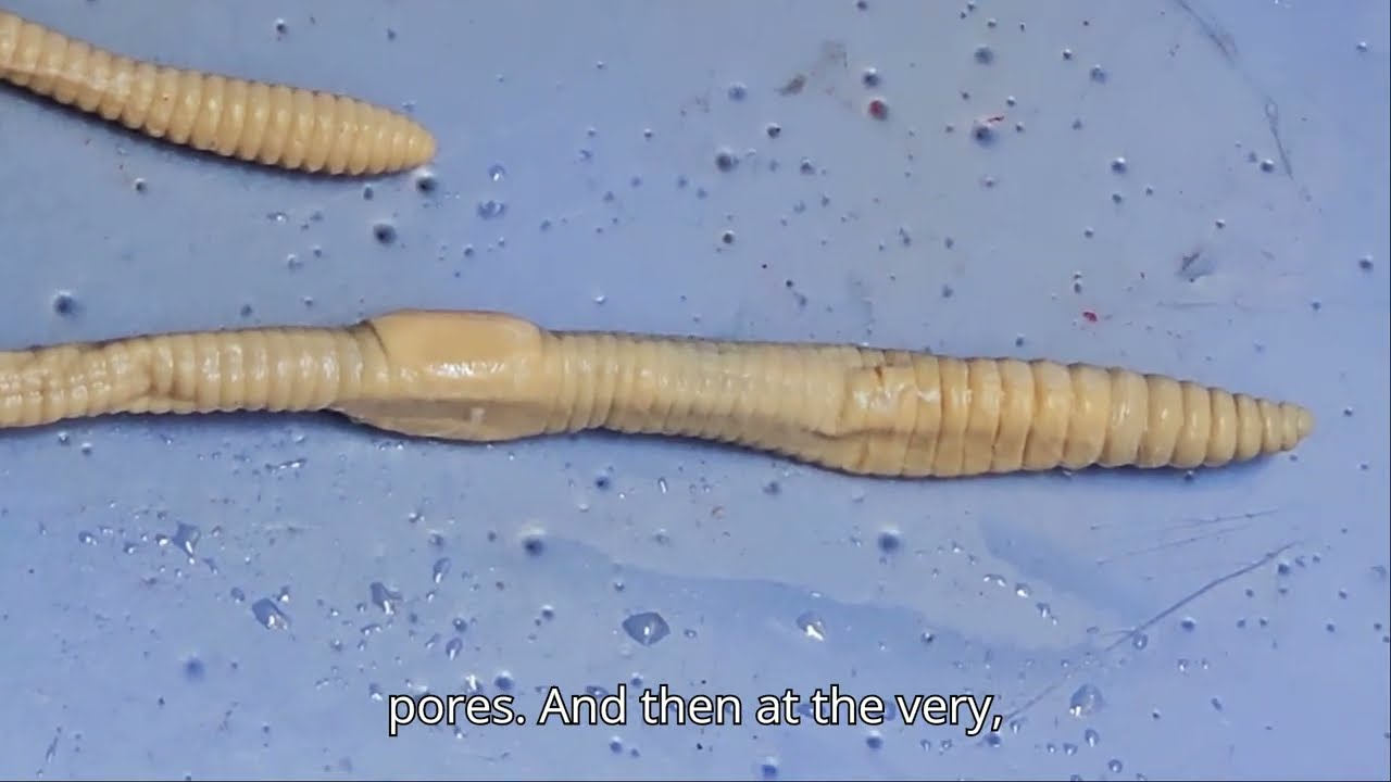 Earthworm Dissection 2024