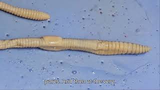 Earthworm Dissection 2024