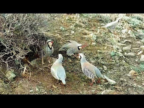 Partridge hunting Keklik avi Охота кеклики Chukar avi Шикори кабк Keklik sesi شکار کبک Kabk shikar