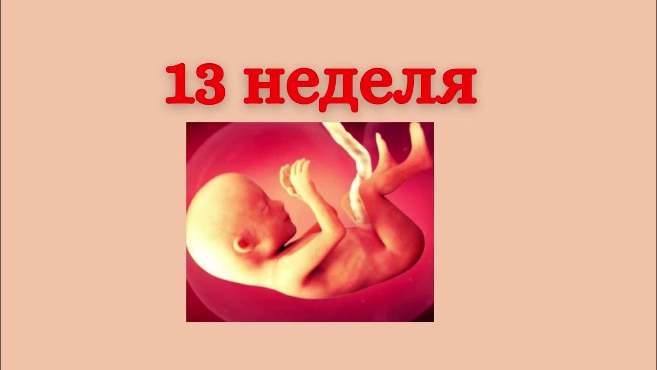 15 акушерских недель