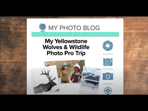 My Yellowstone Winter Wildlife Photo Pro Expedition