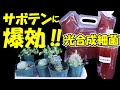 【液肥】サボテンに爆効‼光合成細菌 【ガーデニング、園芸】【農業】