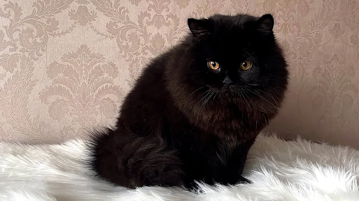 Watch the video about British Longhair black cat VOVA 10 months old