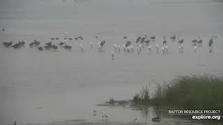 Mississippi River Flyway Cam. Mink or Otter - explore.org 09-03-2021