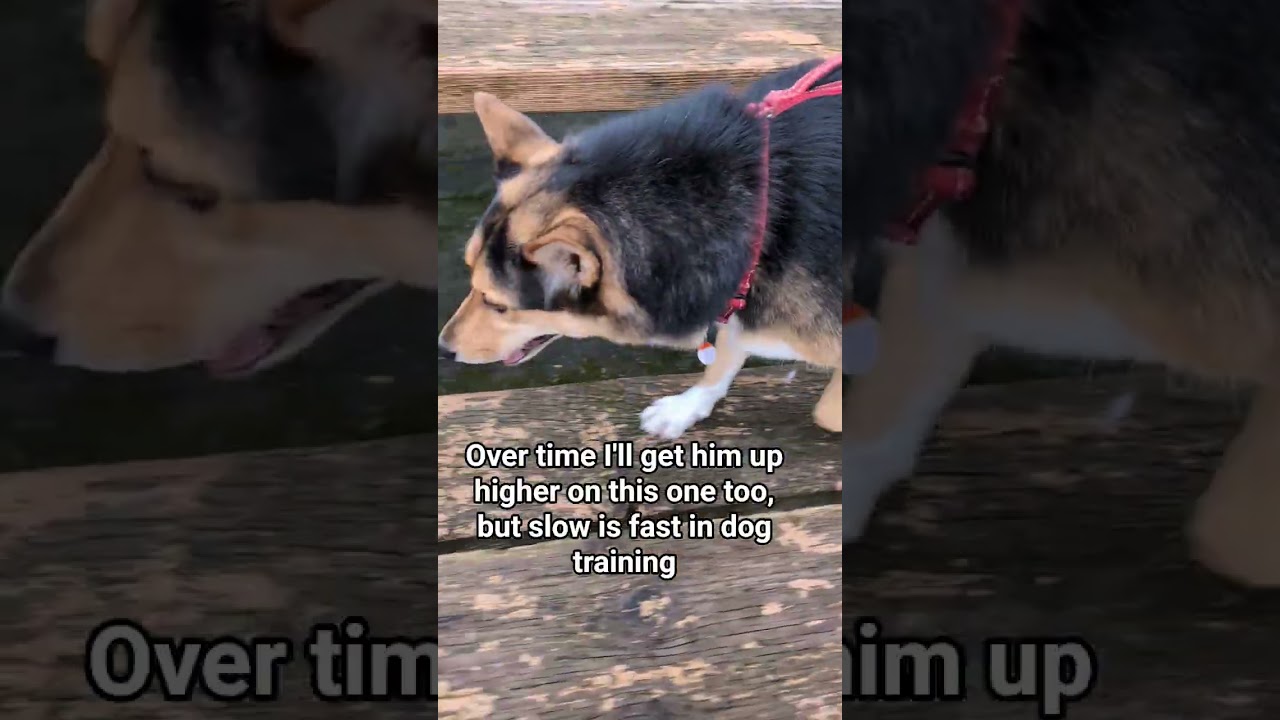 confidence training with Service Dog Ianto. 