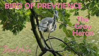 Bird of Preytience (The Gray Heron)