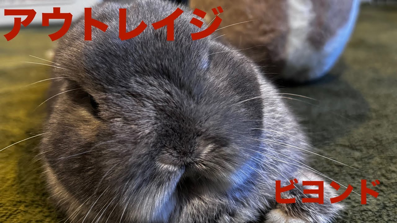 2026/1/11 MARU CHANNEL〜まるちゃんねる〜 がライブ配信中！