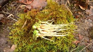 Winter Foraging Wild Carrot; How to Cook and Eat with an open Fire by The Northwest Forager 11,651 views 8 years ago 5 minutes, 43 seconds
