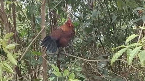 ntsuag lau qaib poj qua zoo heev