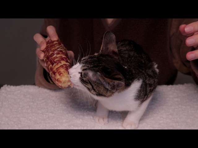 Cat Eating Right Next to the Mic ASMR – So Real (Close Mic Recording)
