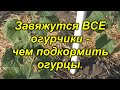 100 % все завязи на огурцах превратятся в зеленцы! Чем подкормить огурцы.