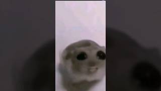 Top 5 sad Hamster #meme