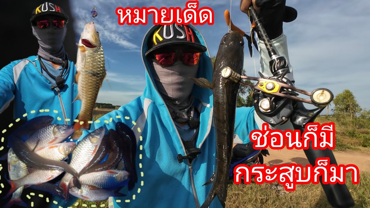 ตีปลาช่อน หมายเดียวรู้เรื่อง ได้ปลาช่อน ปลากระสูบ