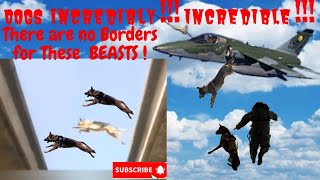 Incredible Dogs! There are no Borders  Crime has no Opportunity. ‍