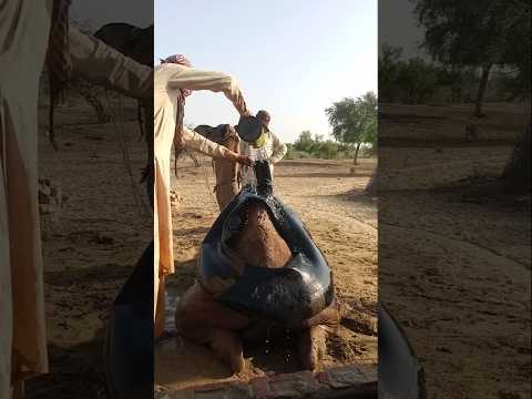 وضع العلبة السوداء على ذيل الجمل وسكب الماء من قبل الفلاح
