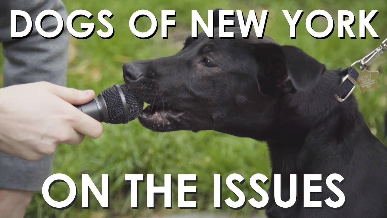 trump amazonia Dogs of New York on The Issues