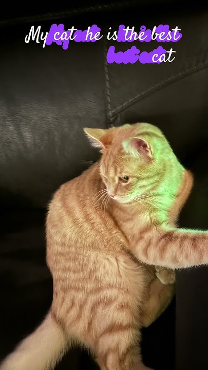 my-cat-he-is-sleepyhead-youtube