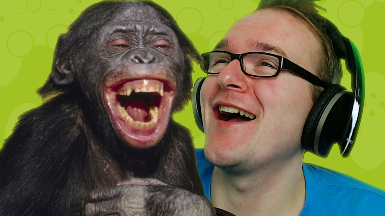 REACT: Lustige Tiere - YouTube