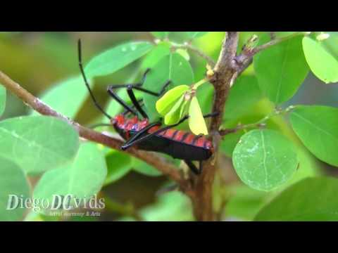 Sphictyrtus chryseis - Giant Mesquite Bugs (Hemiptera) Percevejo