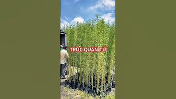 Cây Trúc Quân Tử #trucquantu #caytrucquantu #caytronghangrao