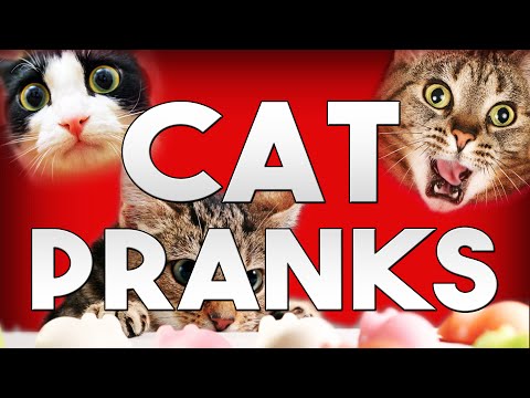 best-cat-pranks