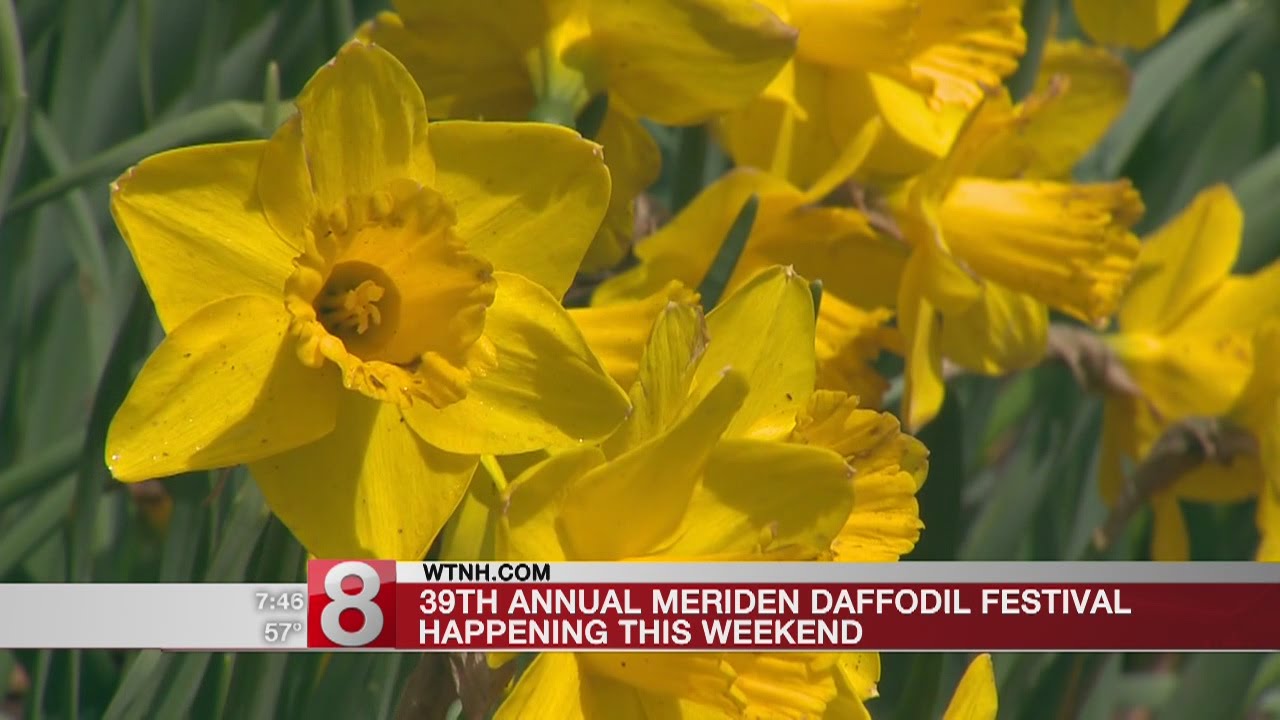39th annual Meriden Daffodil Festival takes place this weekend YouTube