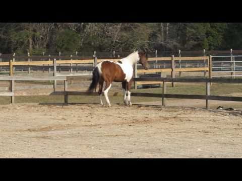 Justa War Dance - National Quality Half Arabian Show Horse