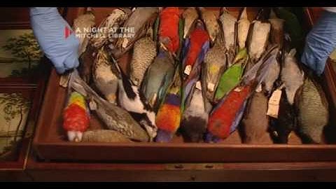 A Night at the Mitchell Library