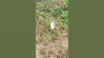 Подалирий бабочка / Podaliriy butterfly