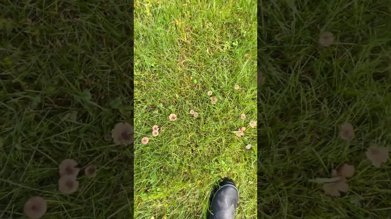 Entolomataceae poison fungus/mushrooms/poison/alaska/remote